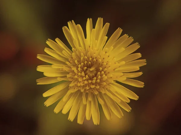 Een Closeup Shot Van Een Prachtige Paardebloem Een Wazige Achtergrond — Stockfoto