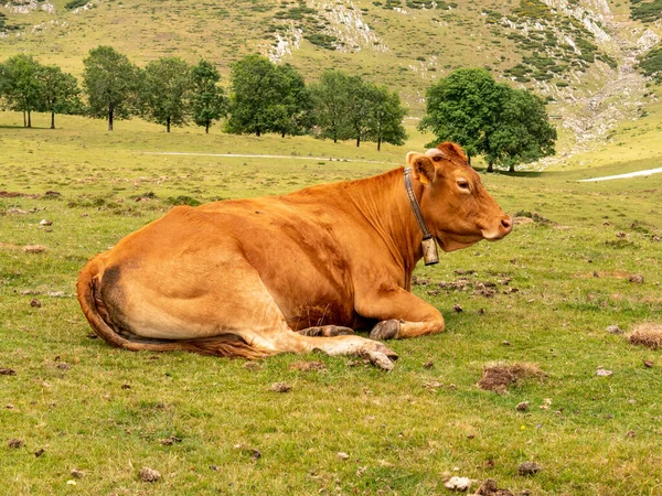 Primer Plano Una Vaca Marrón Acostada Campo Herboso Contra Paisaje —  Fotos de Stock
