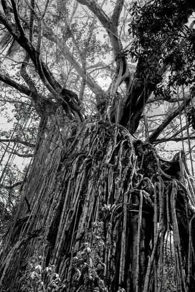 Grande Figo Cortina Norte Tropical Queensland Austrália — Fotografia de Stock