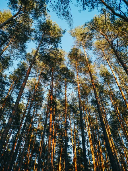 Low Angle Shot Straight Trunks Tall Pines Open Sky — Stock Photo, Image