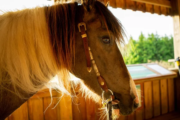 Tiro Vertical Cavalo Bonito Uma Fazenda — Fotografia de Stock