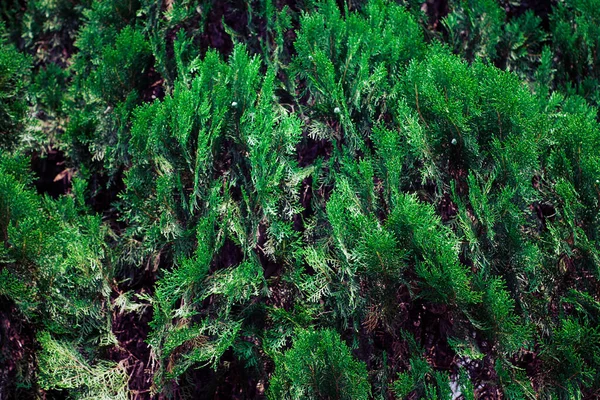 Widok Łąki Zielonych Roślin Paproci Lesie — Zdjęcie stockowe