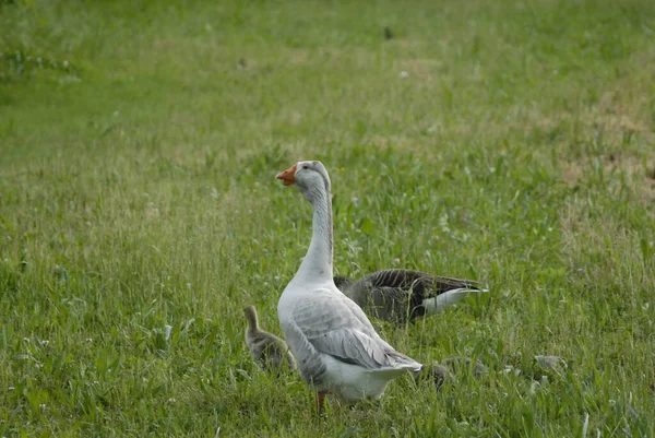 Eine Weiße Gans Steht Auf Einem Feld Mit Saftig Grünem — Stockfoto