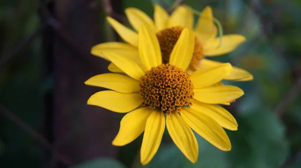 Primer Plano Flores Amarillas Florecientes — Foto de Stock