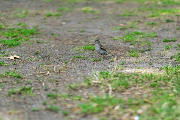 Ein Selektiver Fokus Eines Sperlings Der Tag Auf Dem Boden — Stockfoto