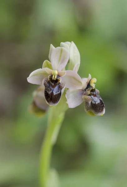 Güzel Bir Melez Vahşi Orkidenin Dikey Çekimi Açık Havada — Stok fotoğraf