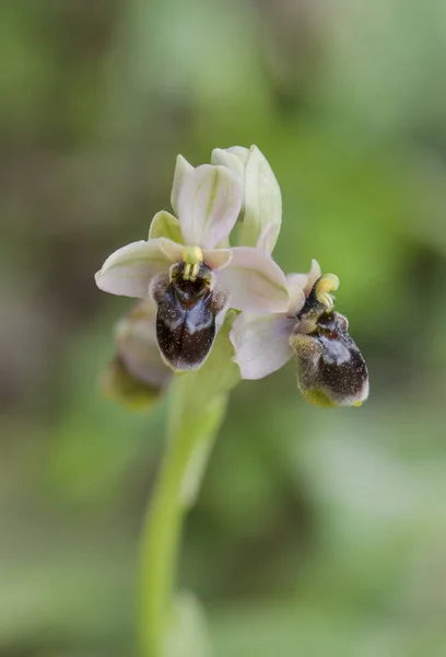 Plano Vertical Una Hermosa Orquídea Salvaje Híbrida Aire Libre —  Fotos de Stock