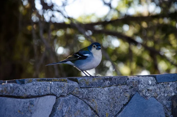 Ein Buchfink Aus Madeira Thront Auf Einer Betonmauer Vor Bokeh — Stockfoto