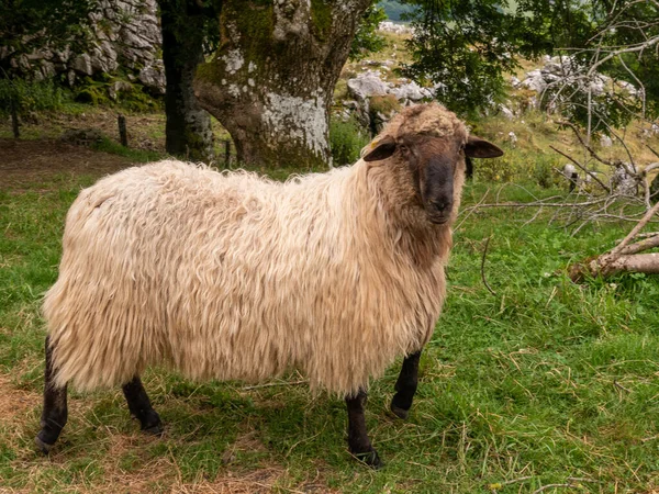 Großaufnahme Eines Schafes Unter Einem Baum Auf Einem Bauernhof — Stockfoto