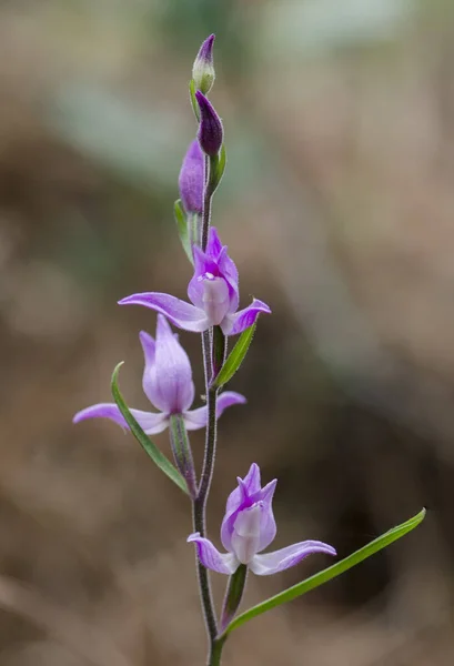 Tiro Vertical Orchid Vermelho Bonito Helleborine Livre — Fotografia de Stock