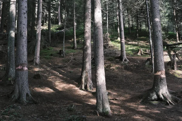 Красивый Вид Лес Множеством Деревьев Солнечном Свете — стоковое фото