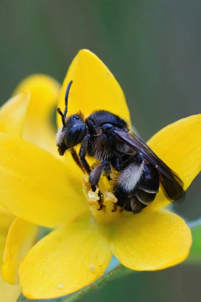 Vertikale Nahaufnahme Einer Gelben Lockeren Biene Macropis Europaea Ihrer Wirtspflanze — Stockfoto