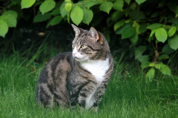 Die Grau Gestromte Katze Entspannt Sich Auf Dem Grünen Gras — Stockfoto