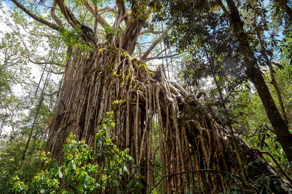 Εντυπωσιακή Κουρτίνα Σύκου Στο Tropical North Queensland Αυστραλία — Φωτογραφία Αρχείου