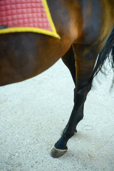 Primer Plano Vertical Caballo Establo Rancho — Foto de Stock