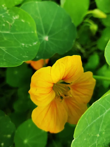 Vertikální Detailní Záběr Žlutého Nasturcia — Stock fotografie