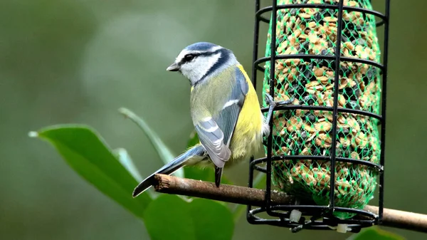 Beautiful Eurasian Blue Tit Perched Branch Next Bird Feeder — Stockfoto