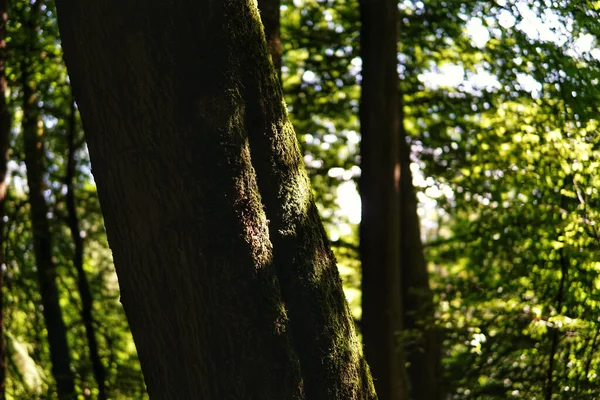 Närbild Mossig Bark Trädet Skog — Stockfoto