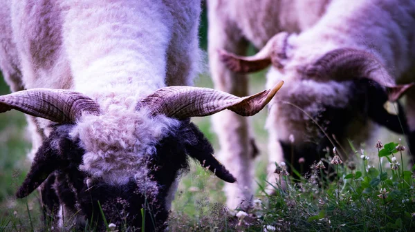 Tiro Panorâmico Cabras Pastando Grama — Fotografia de Stock