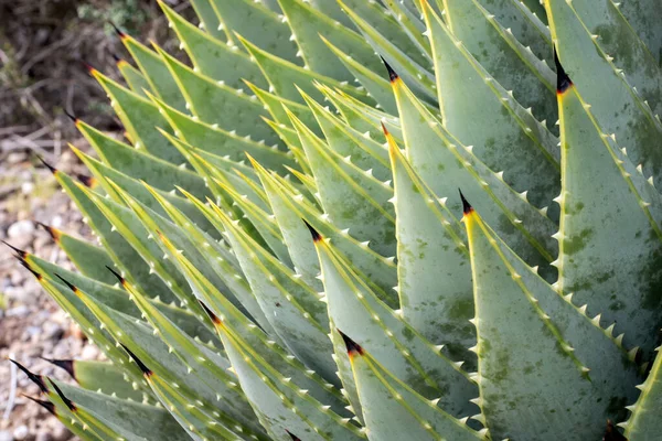 Vista Cerca Del Aloe Espiral Aloe Polyphylla Pillans —  Fotos de Stock