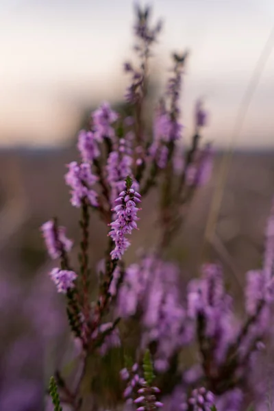 Close Flores Urze Campo — Fotografia de Stock