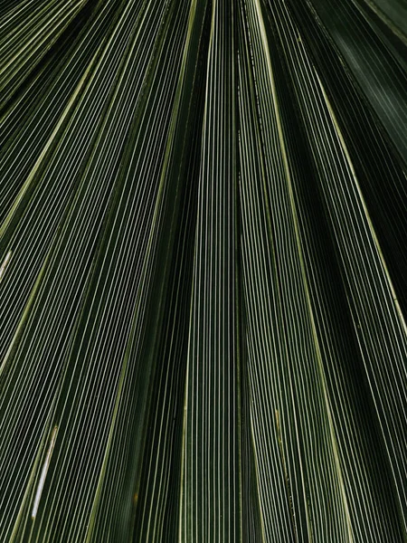 Een Verticaal Close Shot Van Groene Getextureerde Palmbladeren — Stockfoto