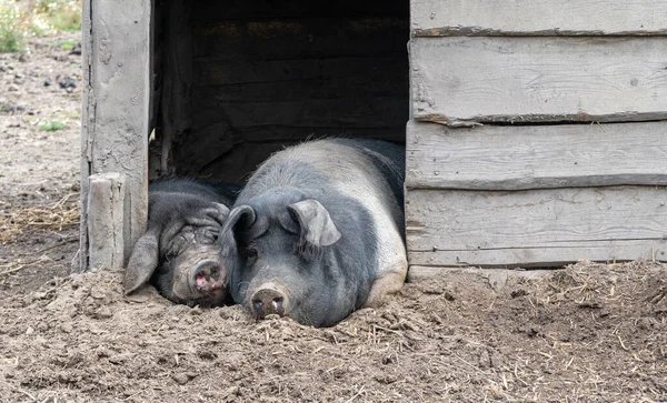 Primer Plano Cerdos Durmiendo Superficie Fangosa Granja — Foto de Stock