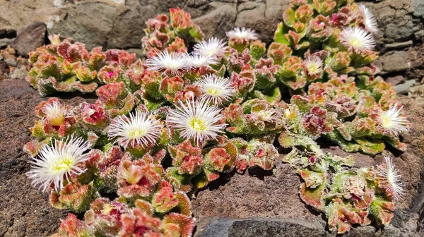 Primo Piano Mesembryanthemum Una Superficie Rocciosa — Foto Stock