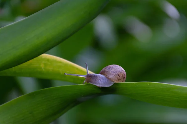 Eine Nahaufnahme Einer Schnecke Auf Einem Grünen Blatt — Stockfoto