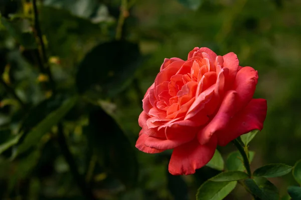 Tiro Close Uma Rosa Rosa Jardim Com Fundo Borrado — Fotografia de Stock