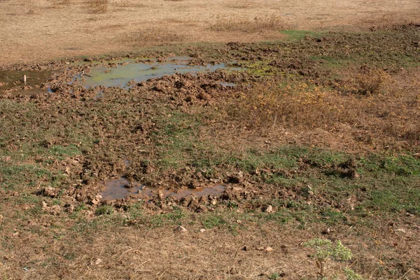 Ujęcie Pola Pokrytego Błotem Kałużami Trawą Mokrą Glebą — Zdjęcie stockowe