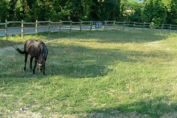 Een Bruin Paard Grazend Weide Een Ranch — Stockfoto