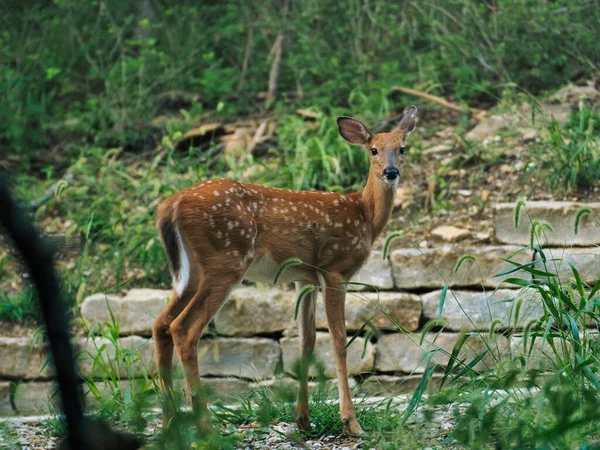 Closeup Shot Deer Looking Camera Ernie Miller Park Nature Center — Stock Photo, Image