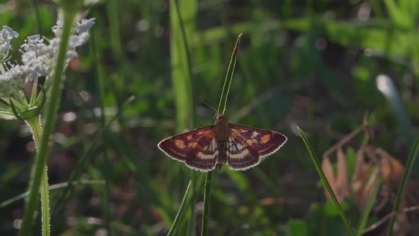 Beau Papillon Sur Une Fleur — Video