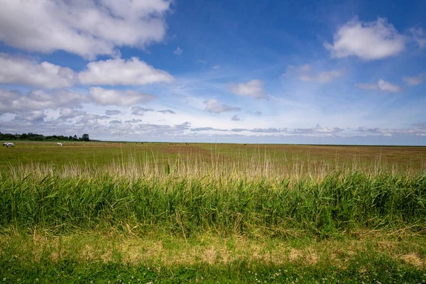 Paysage Champ Couvert Verdure Sous Lumière Soleil Ciel Bleu Nuageux — Photo