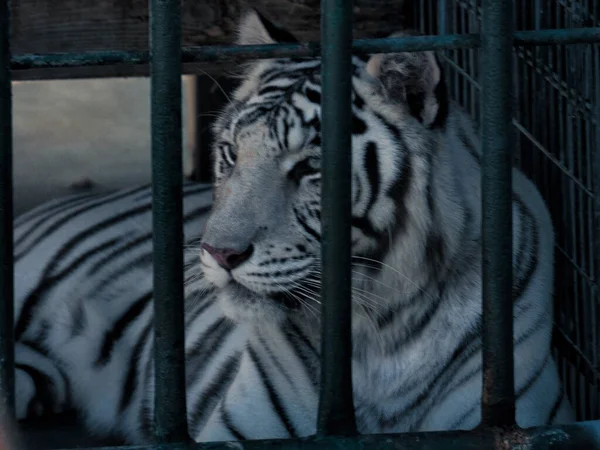 Tigre Majestoso Cedar Cove Feline Conservation Education Center Kansas — Fotografia de Stock