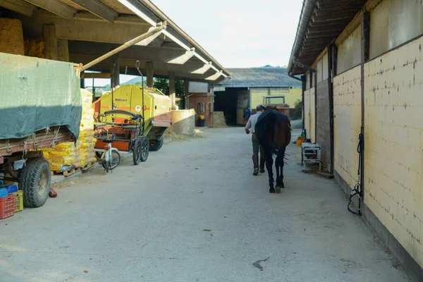 Hombre Caucásico Mayor Arreglando Brida Silla Caballo Por Montarlo Rancho — Foto de Stock