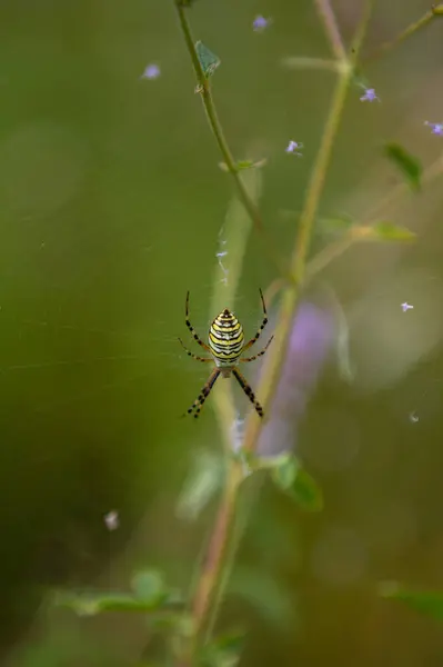 一张画布上Argiope Bruennichi蜘蛛的垂直选择性焦距照片 — 图库照片