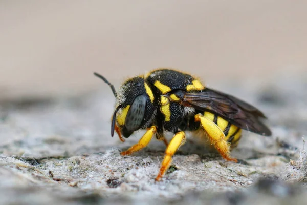 Primer Plano Colorida Forma Meridional Abeja Europea Resina Amarilla Anthidiellum —  Fotos de Stock