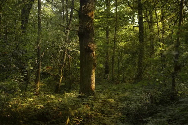 Solstrålar Faller Runt Ett Träd Skogen Myra Början Hösten — Stockfoto