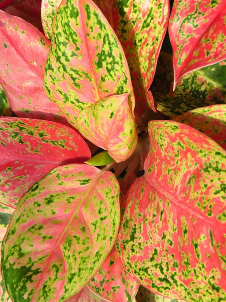 Closeup Shot Croton Plant — Stok Foto