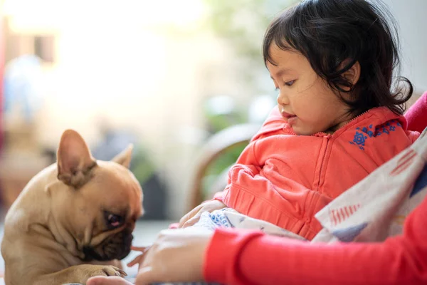 Een Schattig Thais Kind Spelen Met Haar Bruine Franse Bulldog — Stockfoto