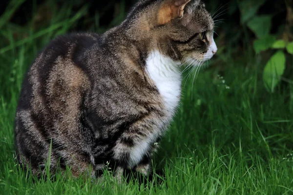 Gato Tabby Cinza Relaxante Grama Verde — Fotografia de Stock