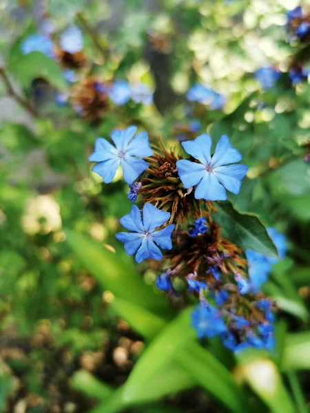 Primer Plano Plumbago Chino Azul Sobre Fondo Borroso —  Fotos de Stock