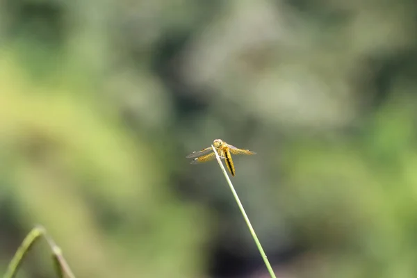 Small Dragonfly Sitting Twig — Stock Photo, Image