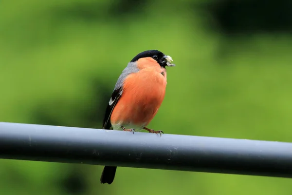 Ευρασιατική Bullfinch Pyrrhula Σκαρφαλωμένη Ένα Παχύ Σύρμα — Φωτογραφία Αρχείου