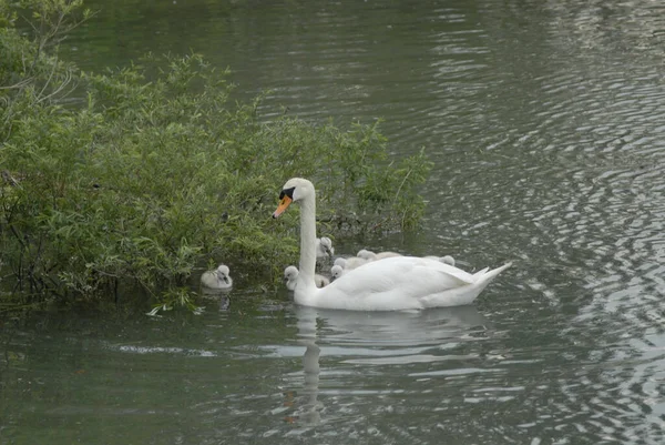 Cisne Branco Nadando Com Seus Bebês Perto Pequenas Plantas Lago — Fotografia de Stock