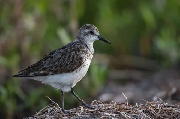 Tiro Perto Shorebird — Fotografia de Stock