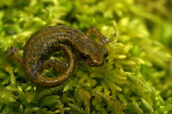 Primer Plano Joven Verde Salamandra Piedra Caliza Peligro Protegida Hydromantes —  Fotos de Stock