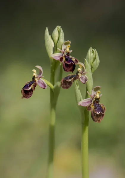 Plano Vertical Una Hermosa Orquídea Salvaje Híbrida Aire Libre —  Fotos de Stock